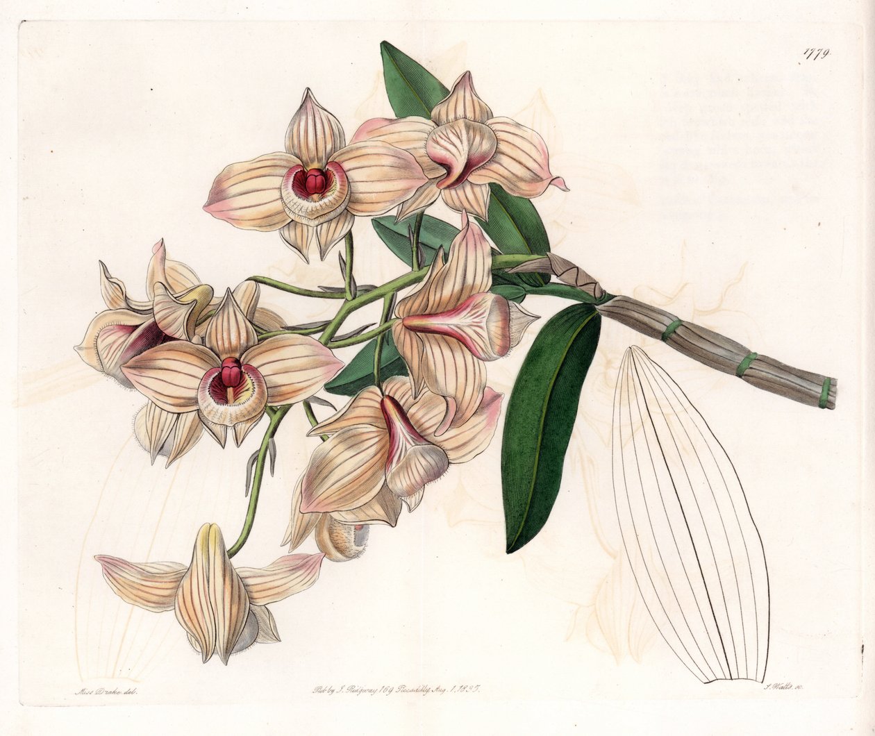 Orchidée : variété de Dendrobium - Sydenham Teast Edwards