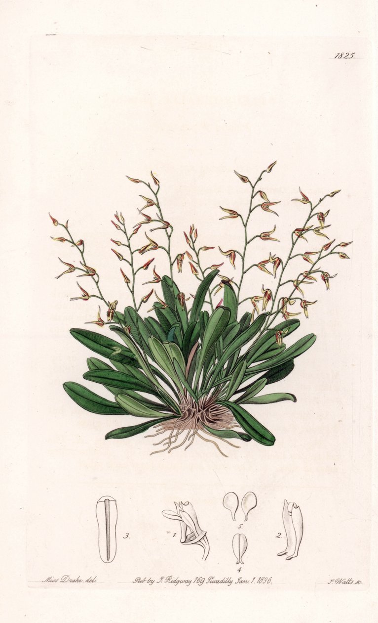 Orchidée : variété d
