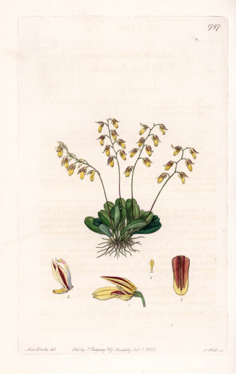 Orchidée : variété d