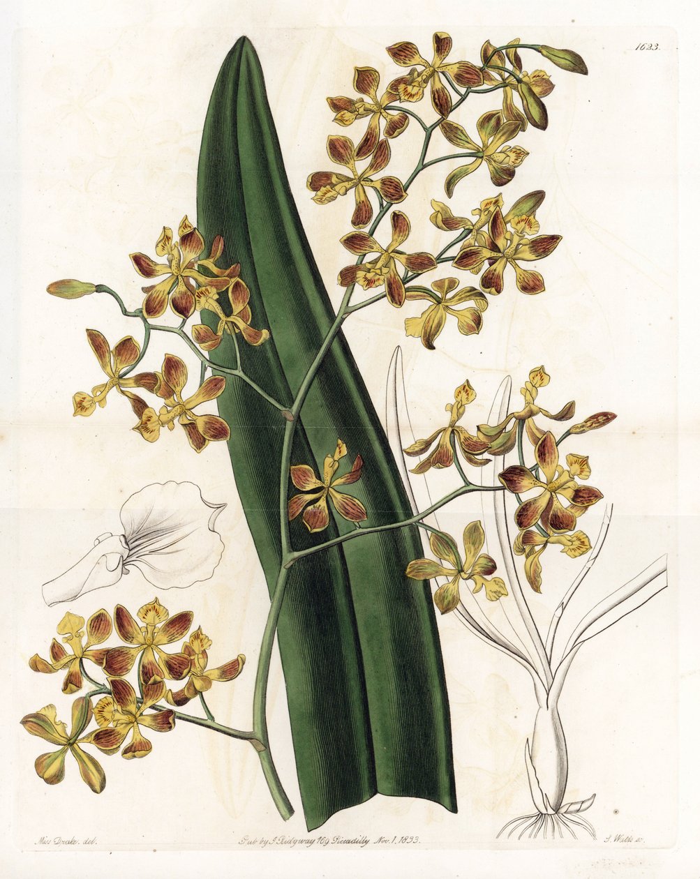 Orchidée : variété d