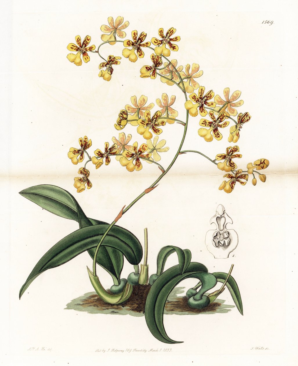 Orchidée : variété d