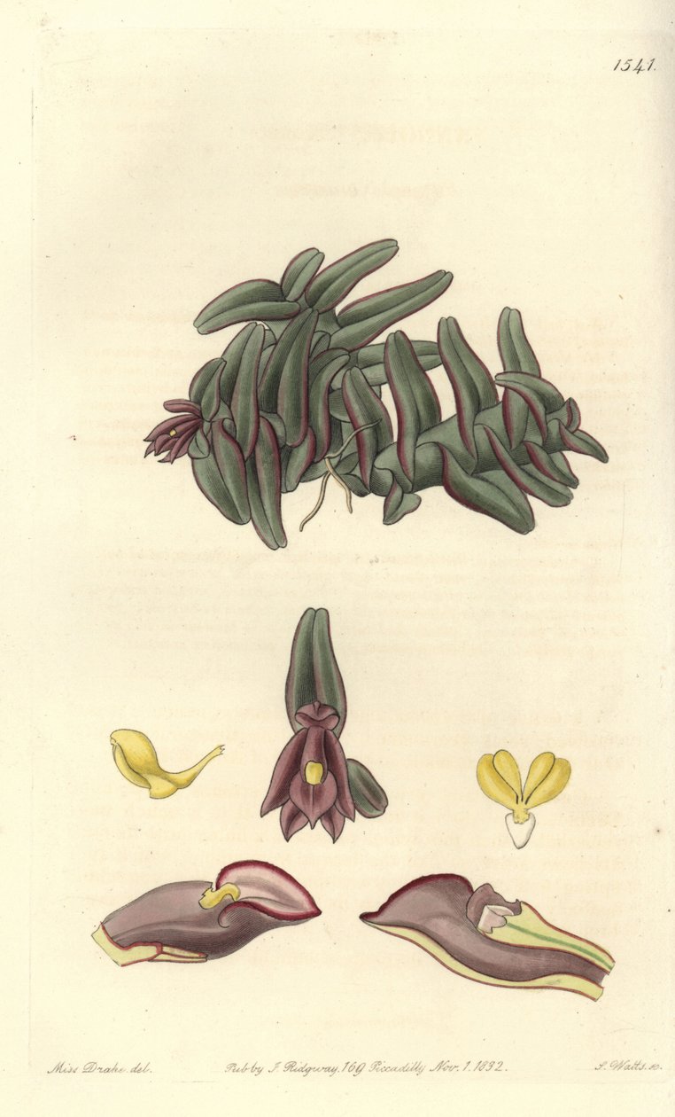Orchidée epidendrum d