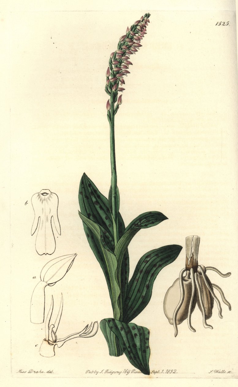 Orchidée neotine - Neotinea maculata - Sydenham Teast Edwards