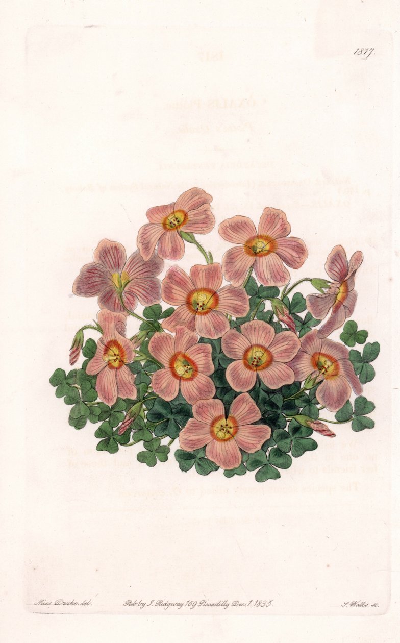 Oxalis variété - Gravure de S. Watts, d