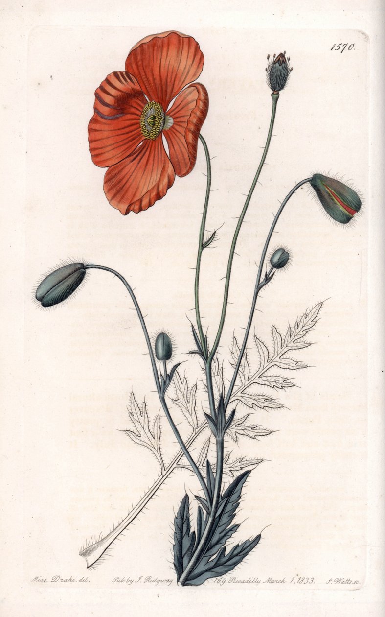 Pavot persan variété - Gravé par S. Watts, d