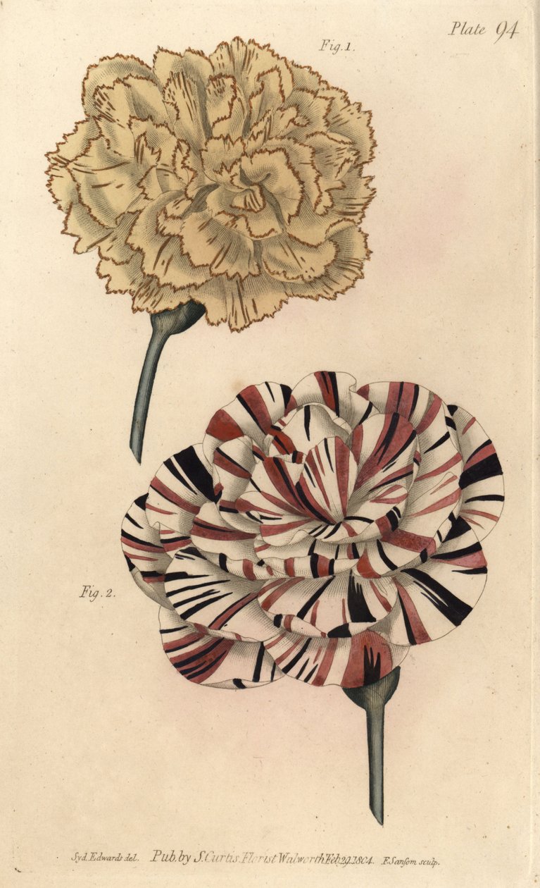 Œillet picoté et œillet écarlate (illustration de Sydenham Edwards, gravure de F. Sansom) - Sydenham Teast Edwards