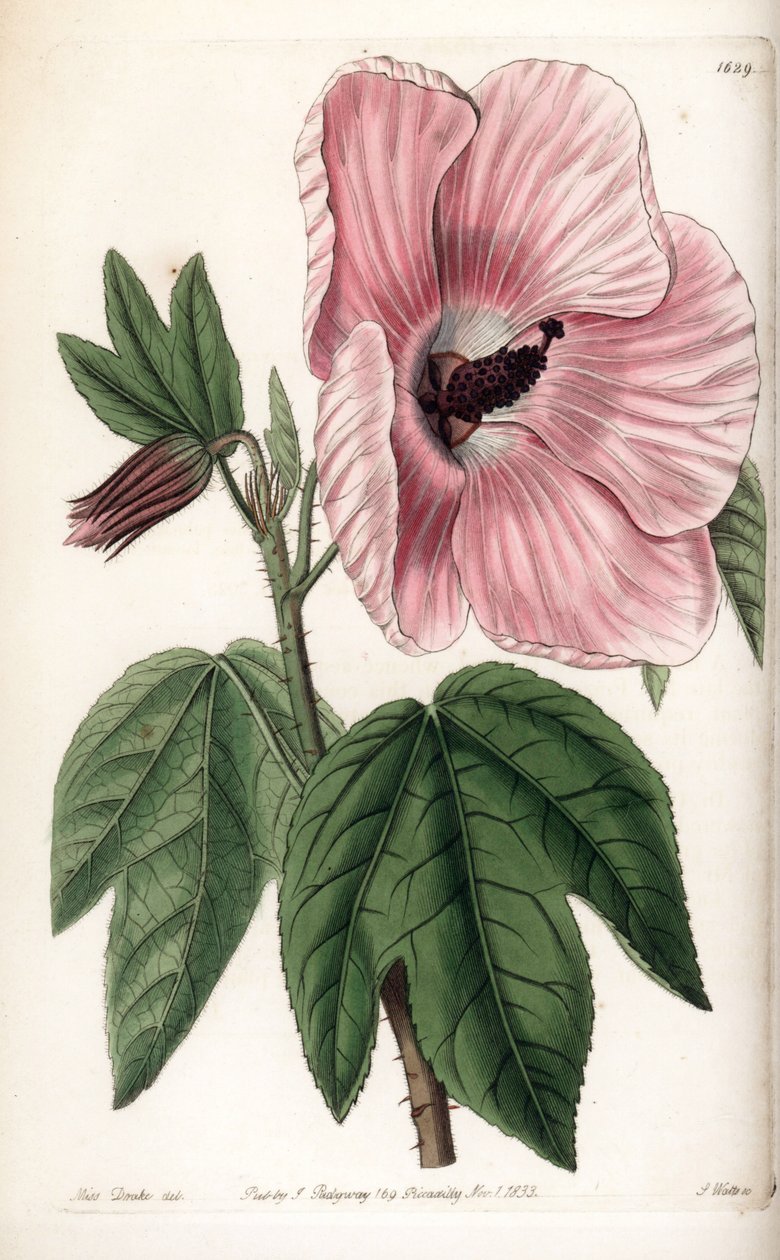 Hibiscus rose - Gravure de S. Watts, d