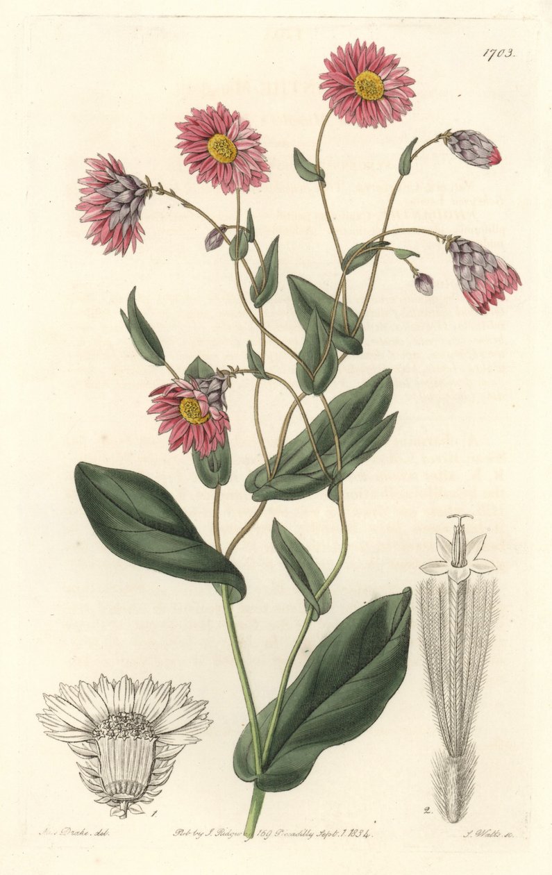 Rhodanthe rose, originaire d