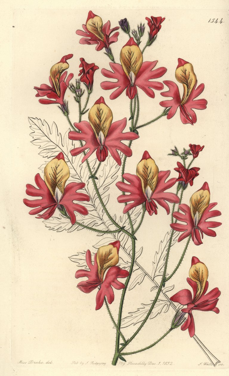 Orchidée du pauvre, Schizanthus grahamii - Sydenham Teast Edwards