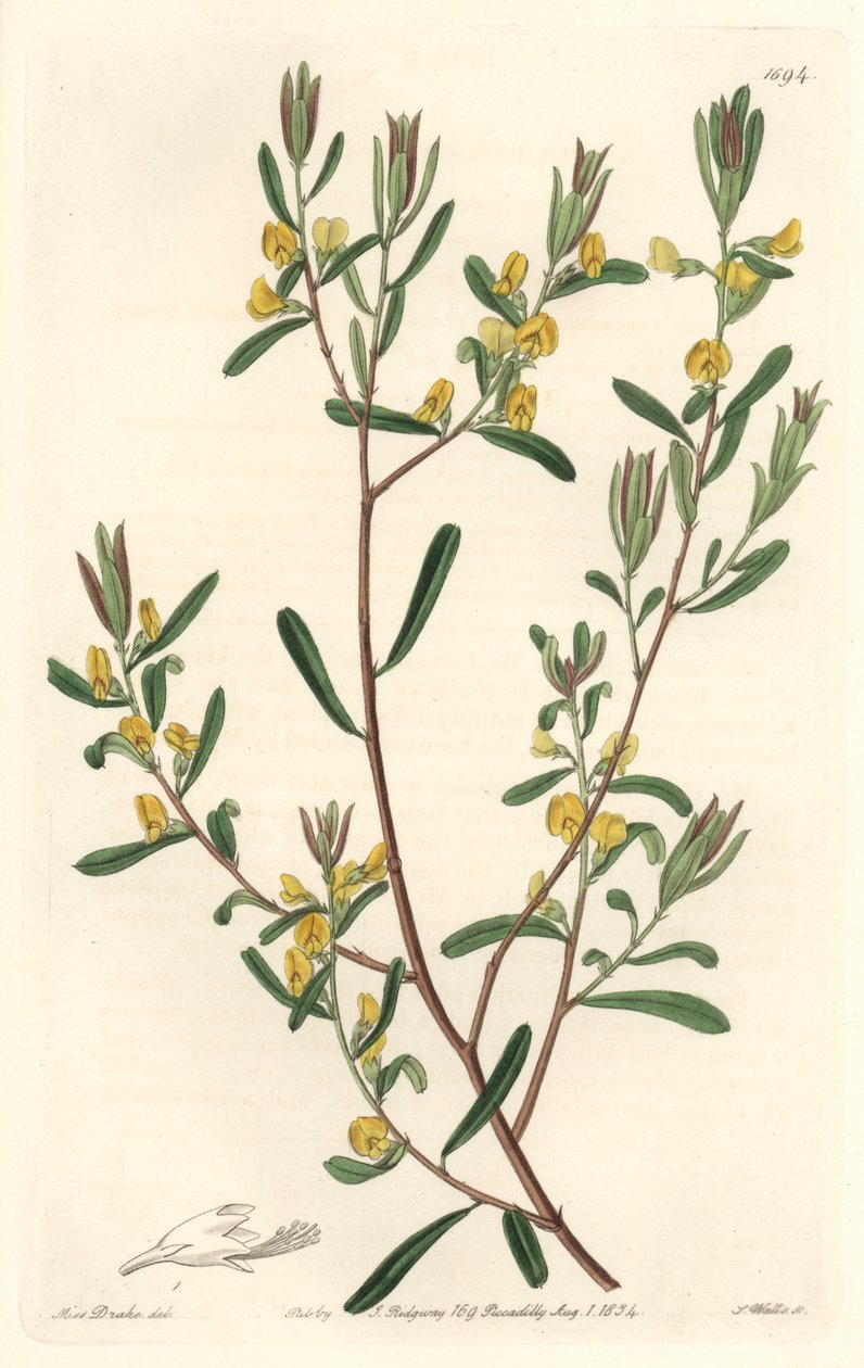 Pultanea flexilis, originaire d