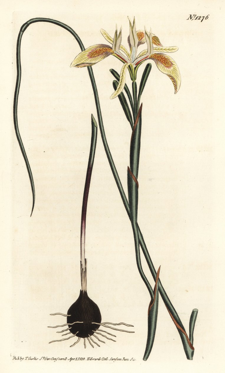 Moraea à feuilles roulées - Sydenham Teast Edwards