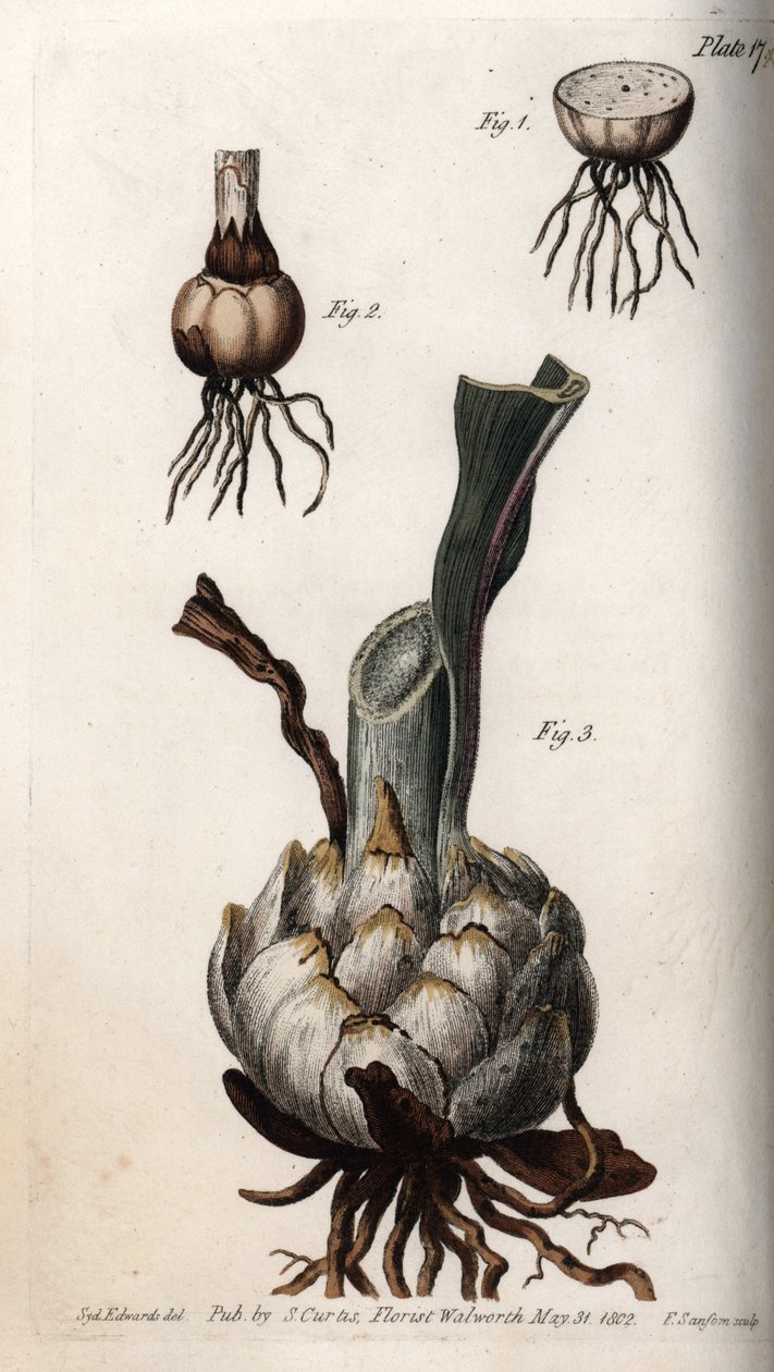 Racine et bulbe de lys. Gravure sur cuivre coloriée, illustration de Sydenham Edwards (1768-1819) pour les conférences de botanique, jardin botanique de Lambeth (Angleterre) - Sydenham Teast Edwards