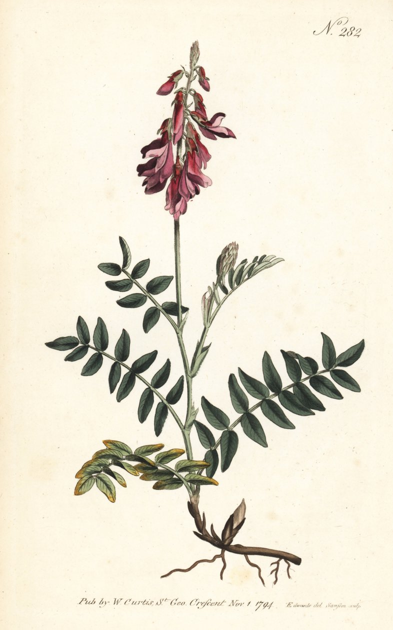 Sainfoin des Alpes - Sydenham Teast Edwards