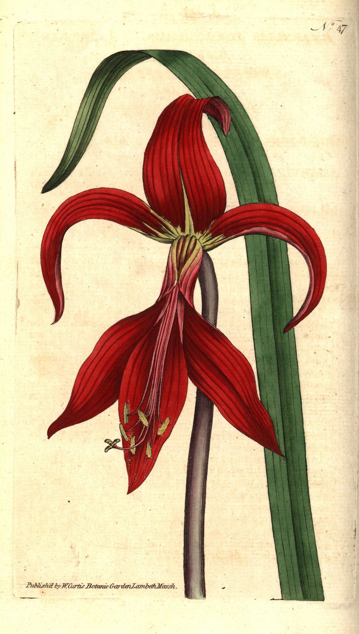 Lys de Saint-Jacques - Sprekelia formosissima. Gravure à la main en couleur et illustration botanique par James Sowerby du Botanical Magazine de William Curtis, Lambeth Marsh, Londres - Sydenham Teast Edwards