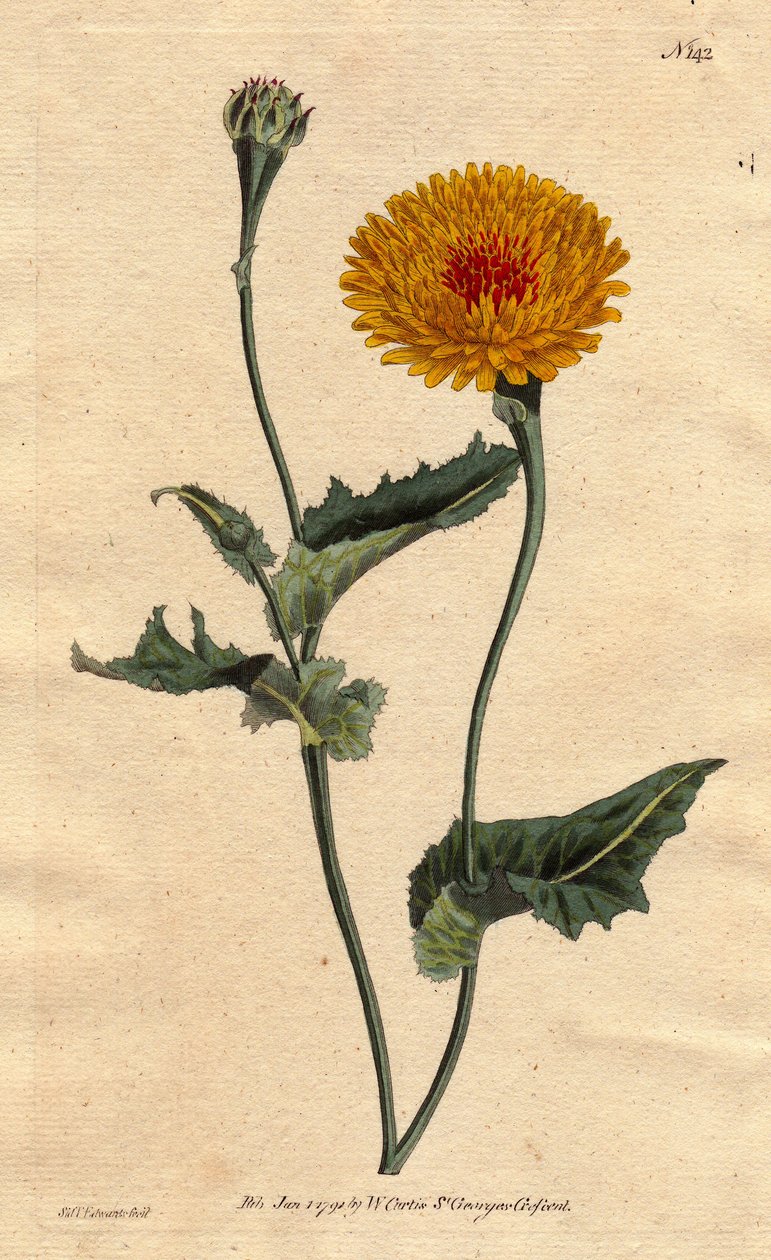 Scorsonère de Tanger ou herbe aux vipères à feuille de pavot, fleurs jaunes avec cœur cramoisi. Gravure à la main par Sydenham Edwards du Botanical Magazine de William Curtis - Sydenham Teast Edwards