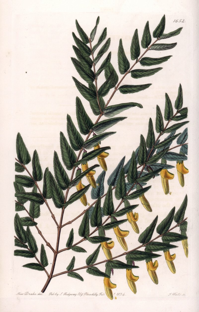 Scotia à branches lisses - Sydenham Teast Edwards