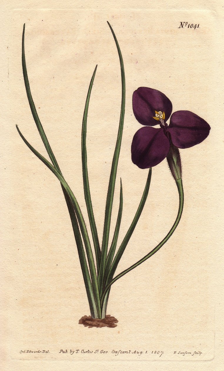 Patersonia soyeuse à fleur pourpre foncé - Sydenham Teast Edwards