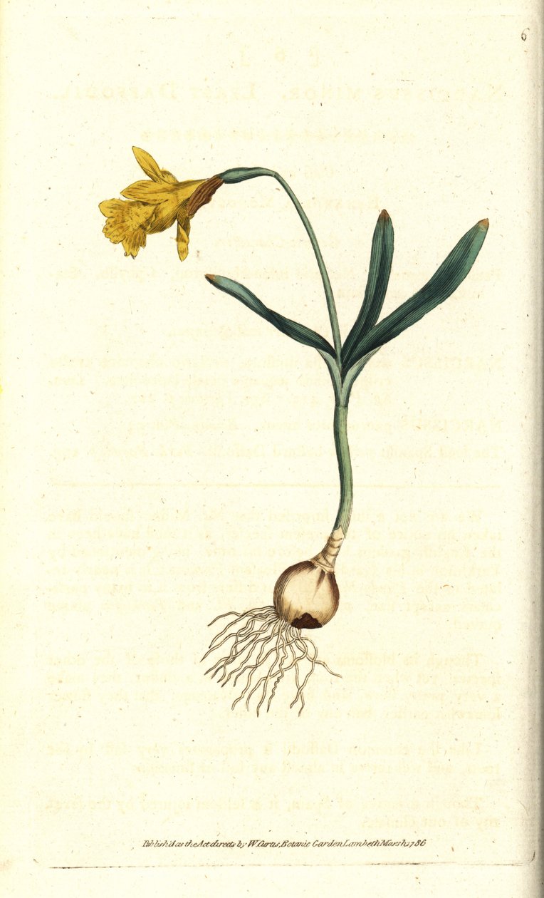 Petit narcisse - Narcissus minor - Sydenham Teast Edwards