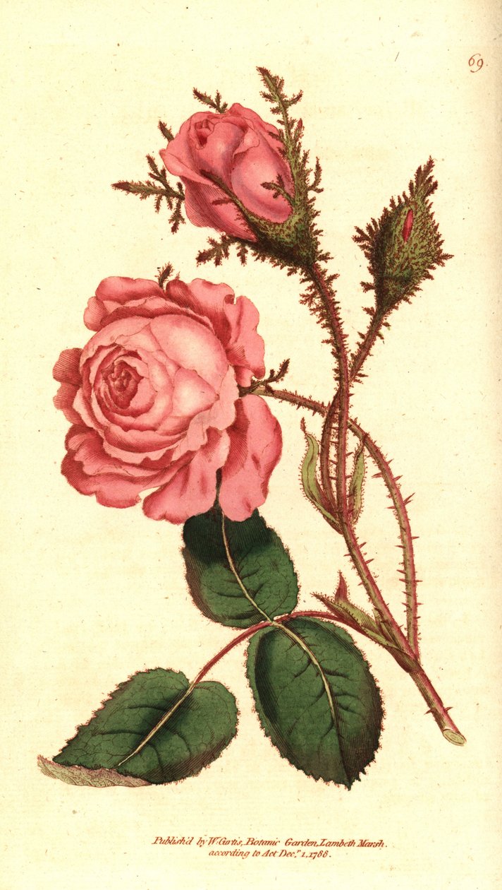 Rose mousseuse - Rosa centifolia f. muscosa - Sydenham Teast Edwards