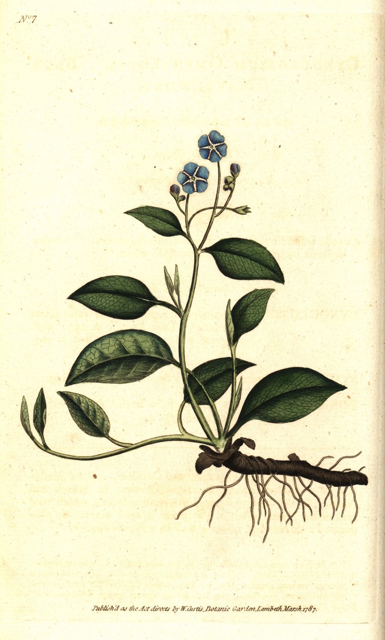 Omphalodes printanière ou petite bourrache - Omphalodes verna - Sydenham Teast Edwards