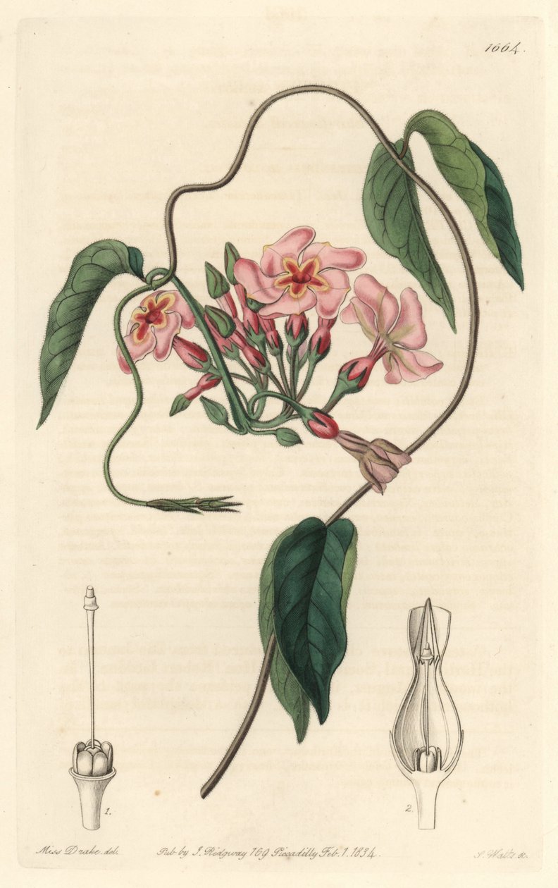 Échite stellaire, natif du Brésil - Sydenham Teast Edwards