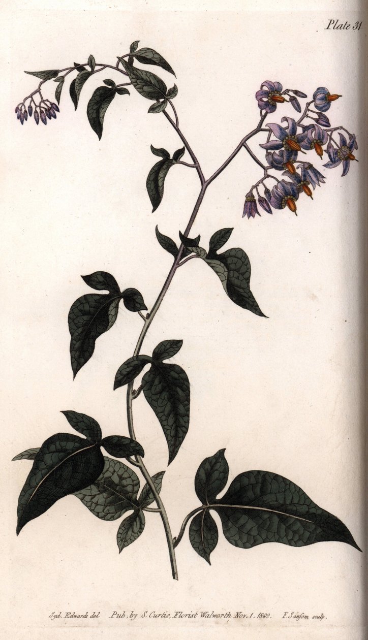 Douce-amère ou morelle douce-amère - Sydenham Teast Edwards