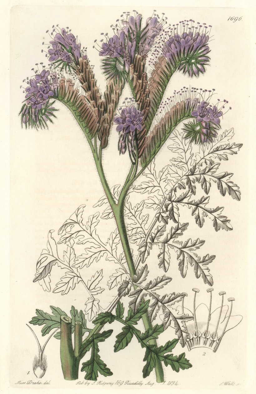 Phacélie à feuilles de tanaisie, originaire de Californie - Gravure par S. Watts d