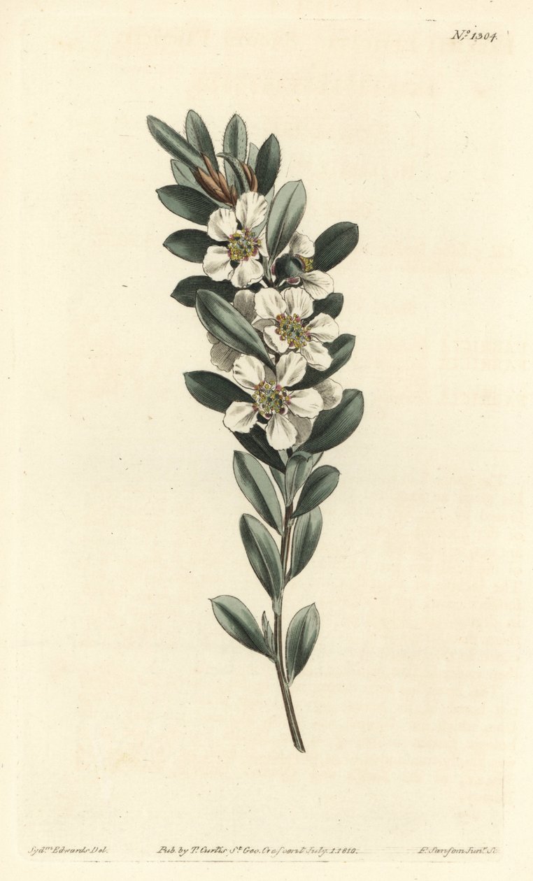Arbre à thé ou myrte australien - Sydenham Teast Edwards
