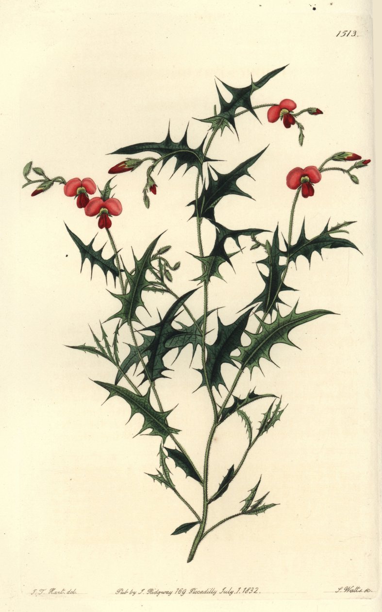 Chorozema triangulaire - Sydenham Teast Edwards