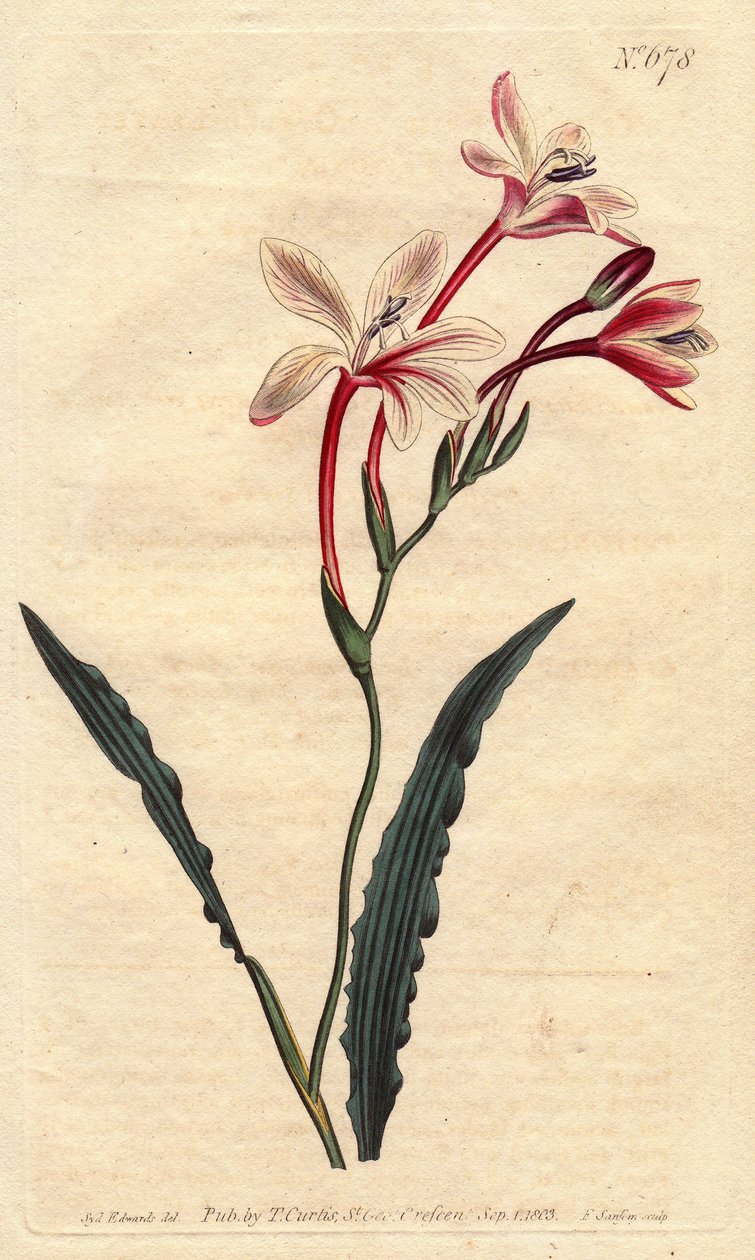 Tritonia à feuilles frisées - Sydenham Teast Edwards