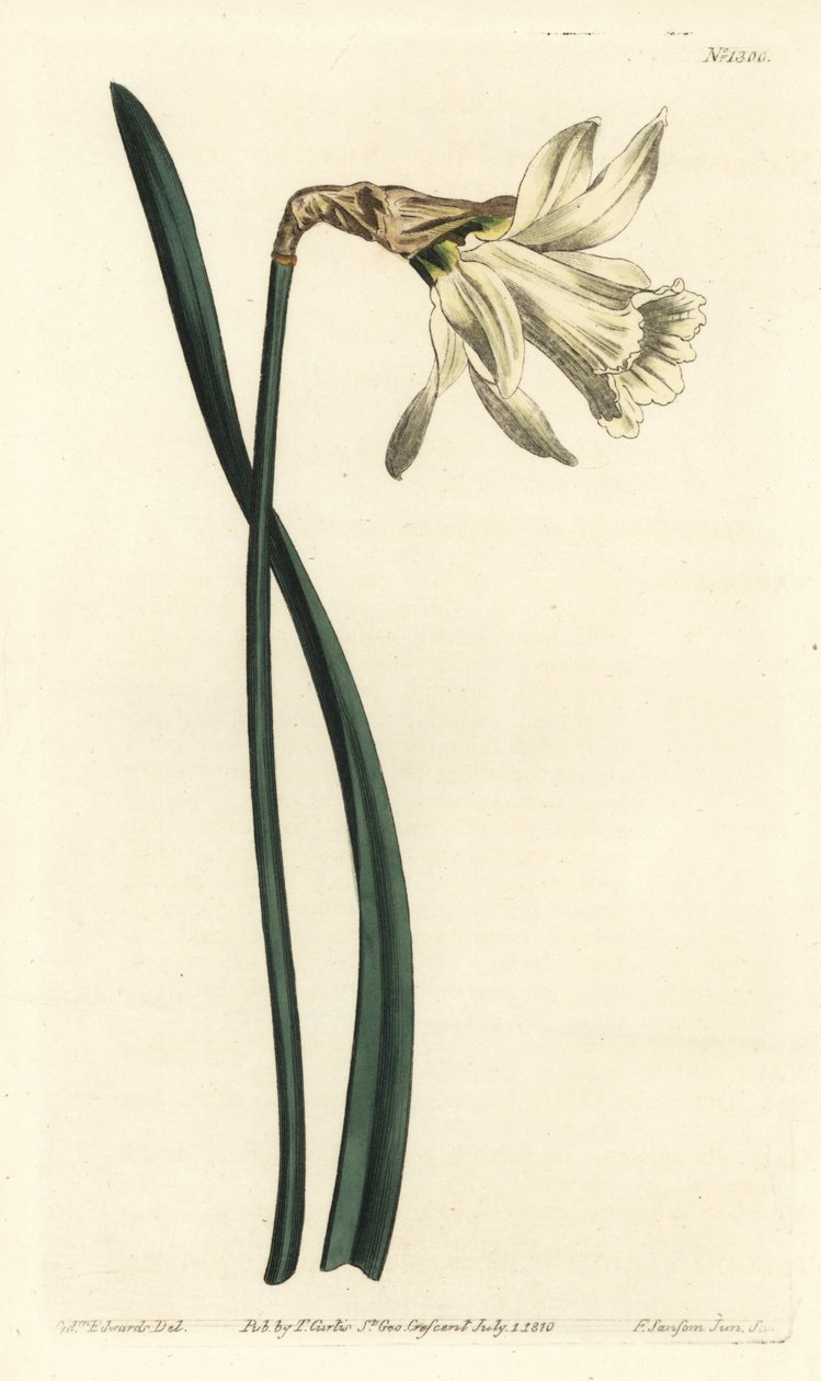 Narcisse trompette - Sydenham Teast Edwards