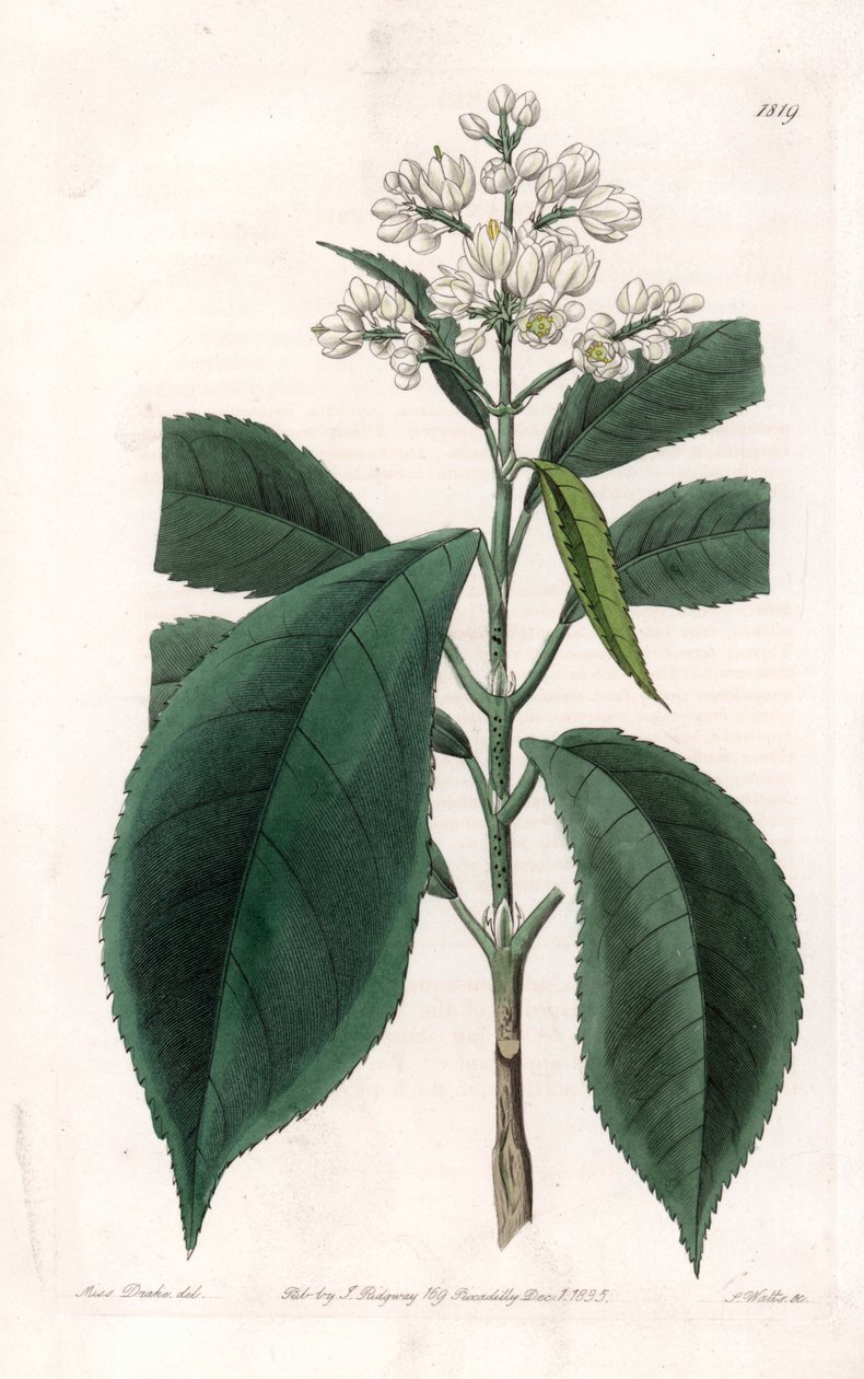 Turpinia Variete - du Botanical Register de Sydenham Edwards - Sydenham Teast Edwards