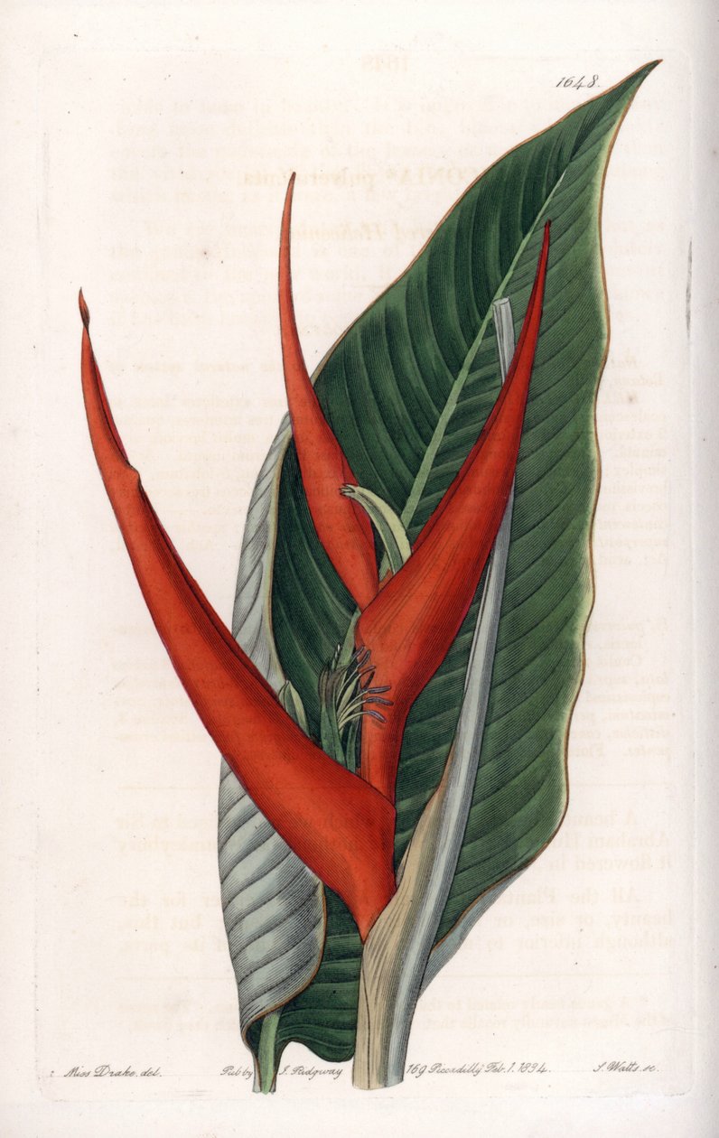 Variété d