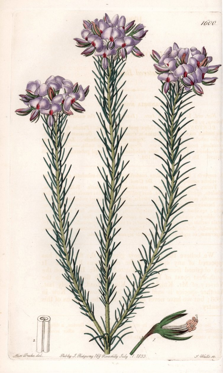 Variété de gompholobium (famille des légumineuses), native d