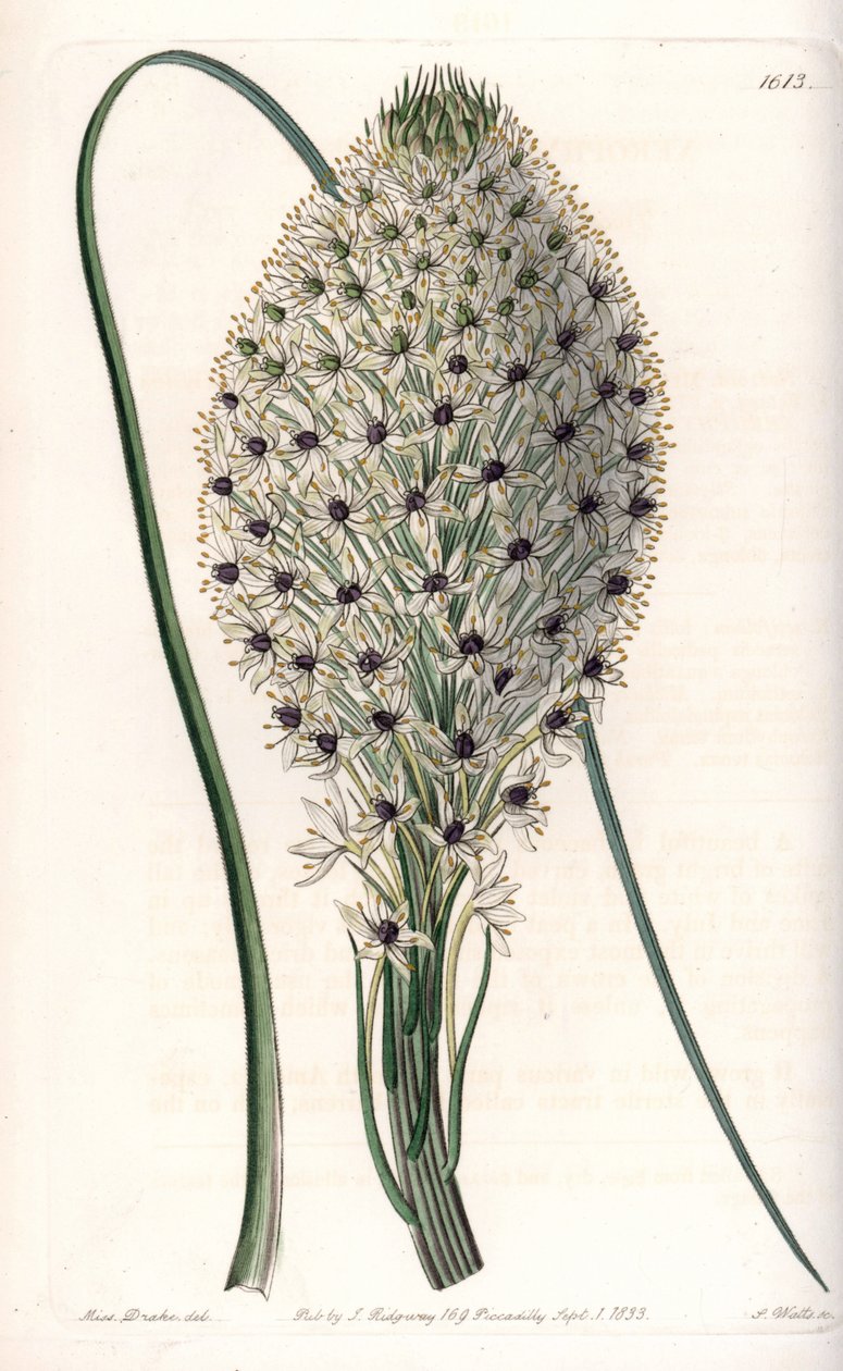 Variété de liliacée (Helonias asphodeloides) - Sydenham Teast Edwards