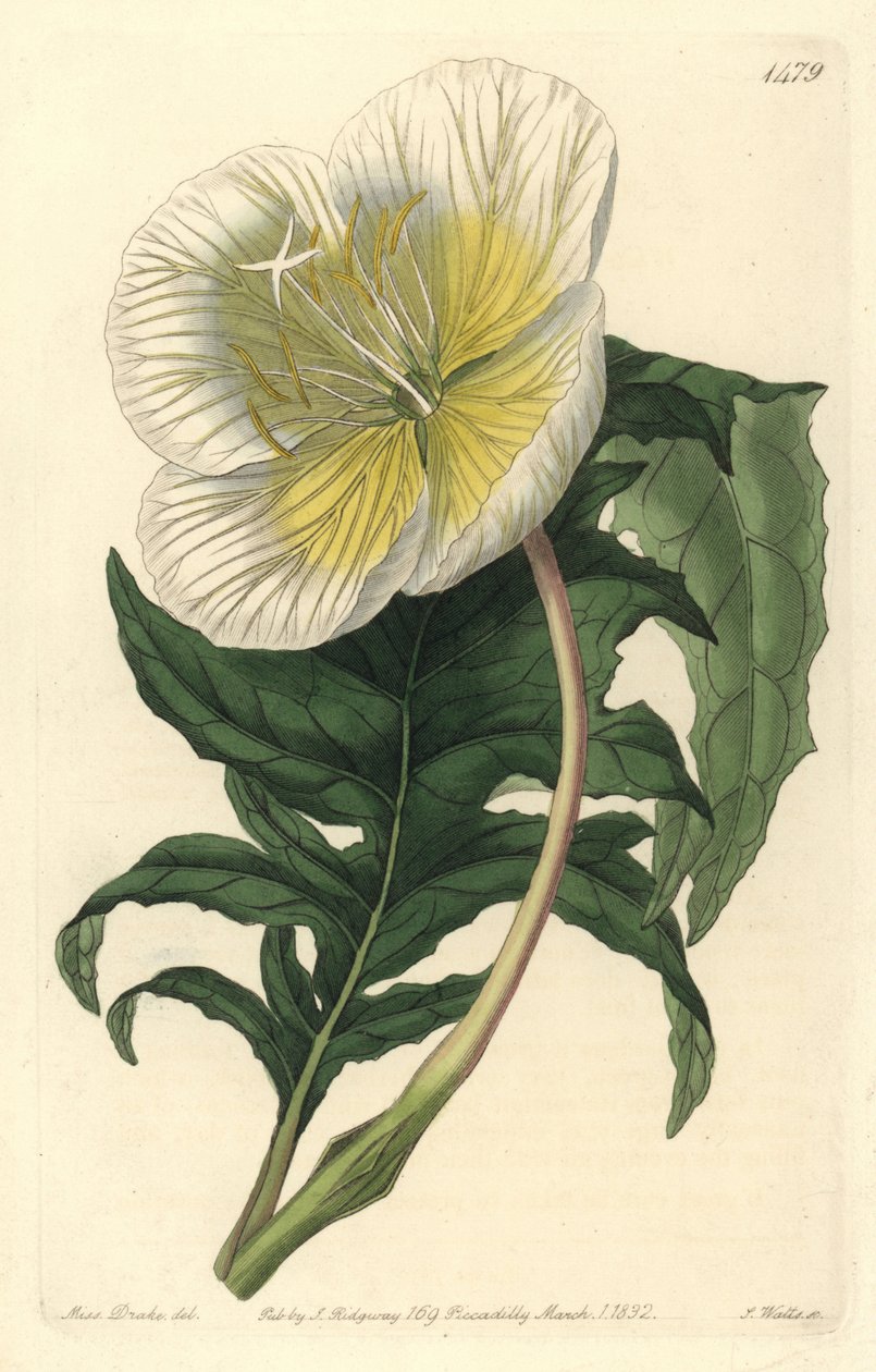 Oenothère - Oenothera anisoloba - Sydenham Teast Edwards