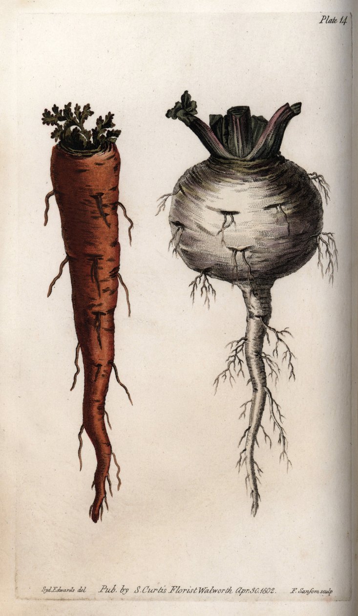 Racines de légumes : carotte et navet - Sydenham Teast Edwards