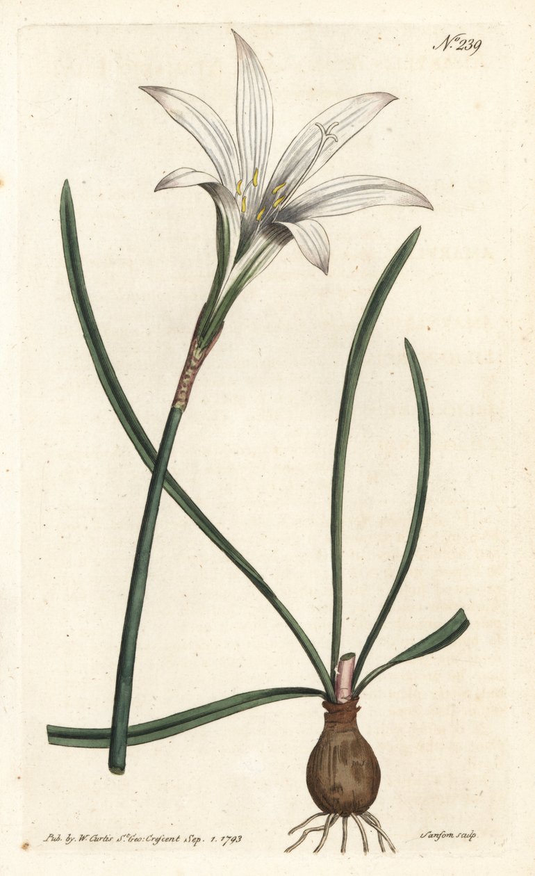 Amaryllis de Virginie - Lis d