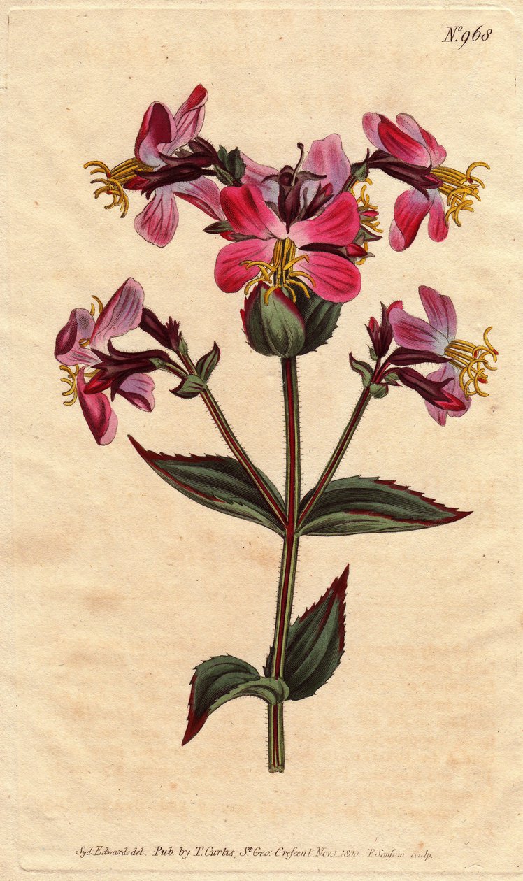 Rhexia de Virginie, avec fleurs roses et mauves - Sydenham Teast Edwards