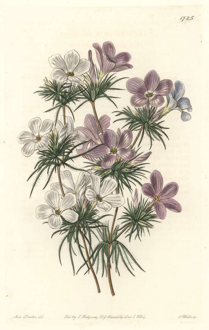 Leptosiphon blanc et violet - du Botanical Register - Sydenham Teast Edwards