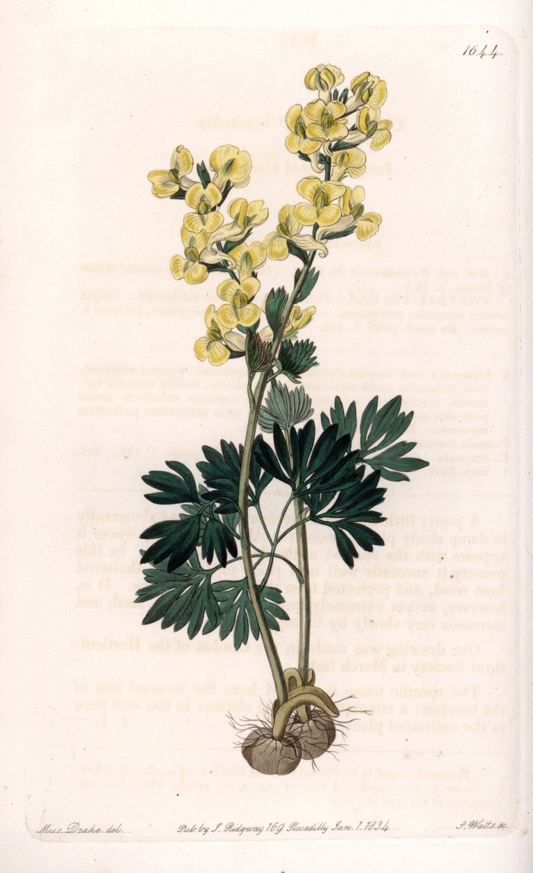 Corydale à fleurs jaunes variété - Sydenham Teast Edwards