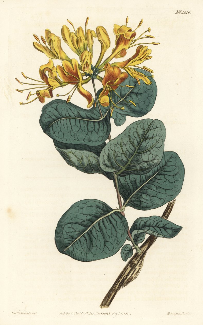 Chèvrefeuille à fleurs jaunes (illustration de Sydenham Edwards, gravure de F. Sansom Jr.) - Sydenham Teast Edwards