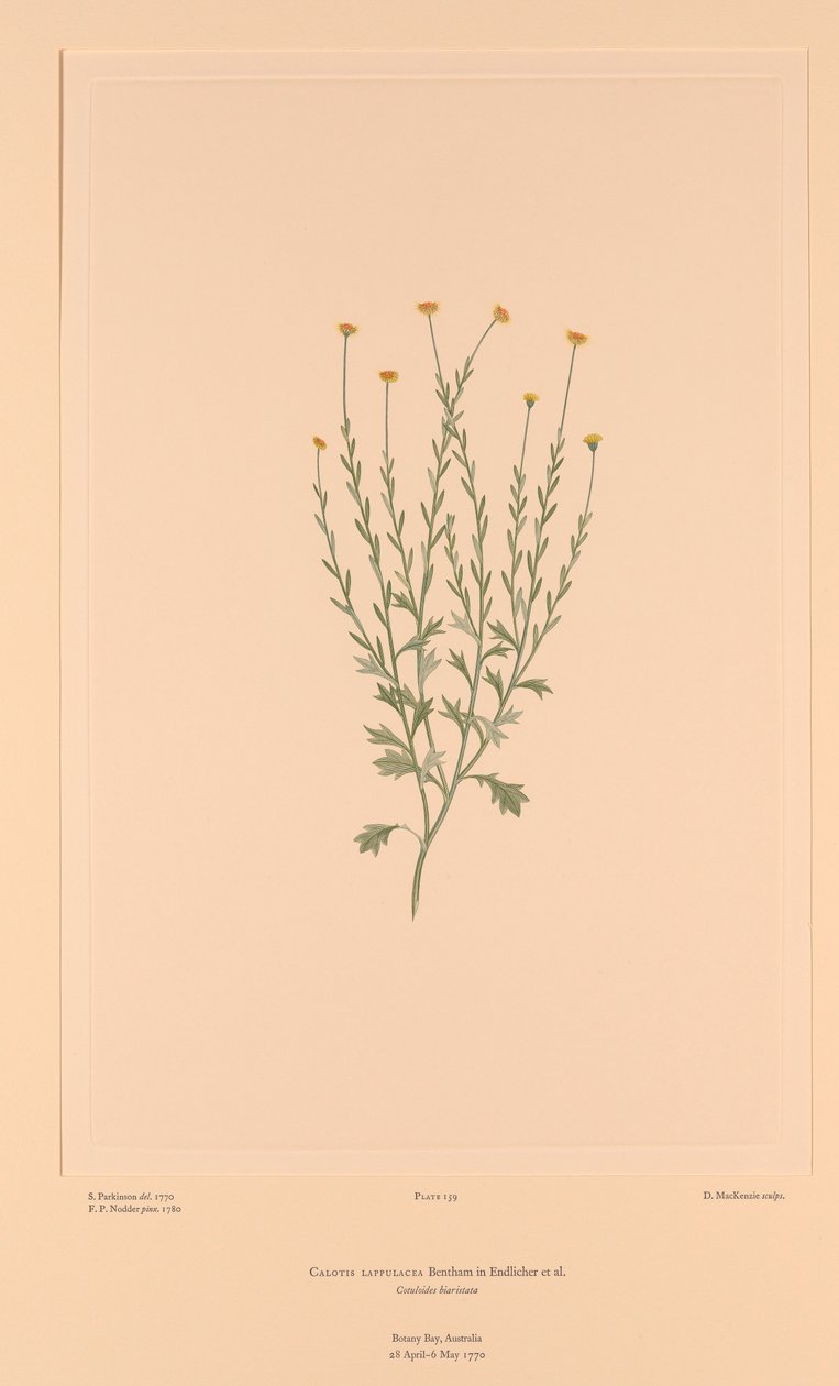 Florilège de Banks, Planche 159 Calotis Lappulacea - Sydney (after) Parkinson