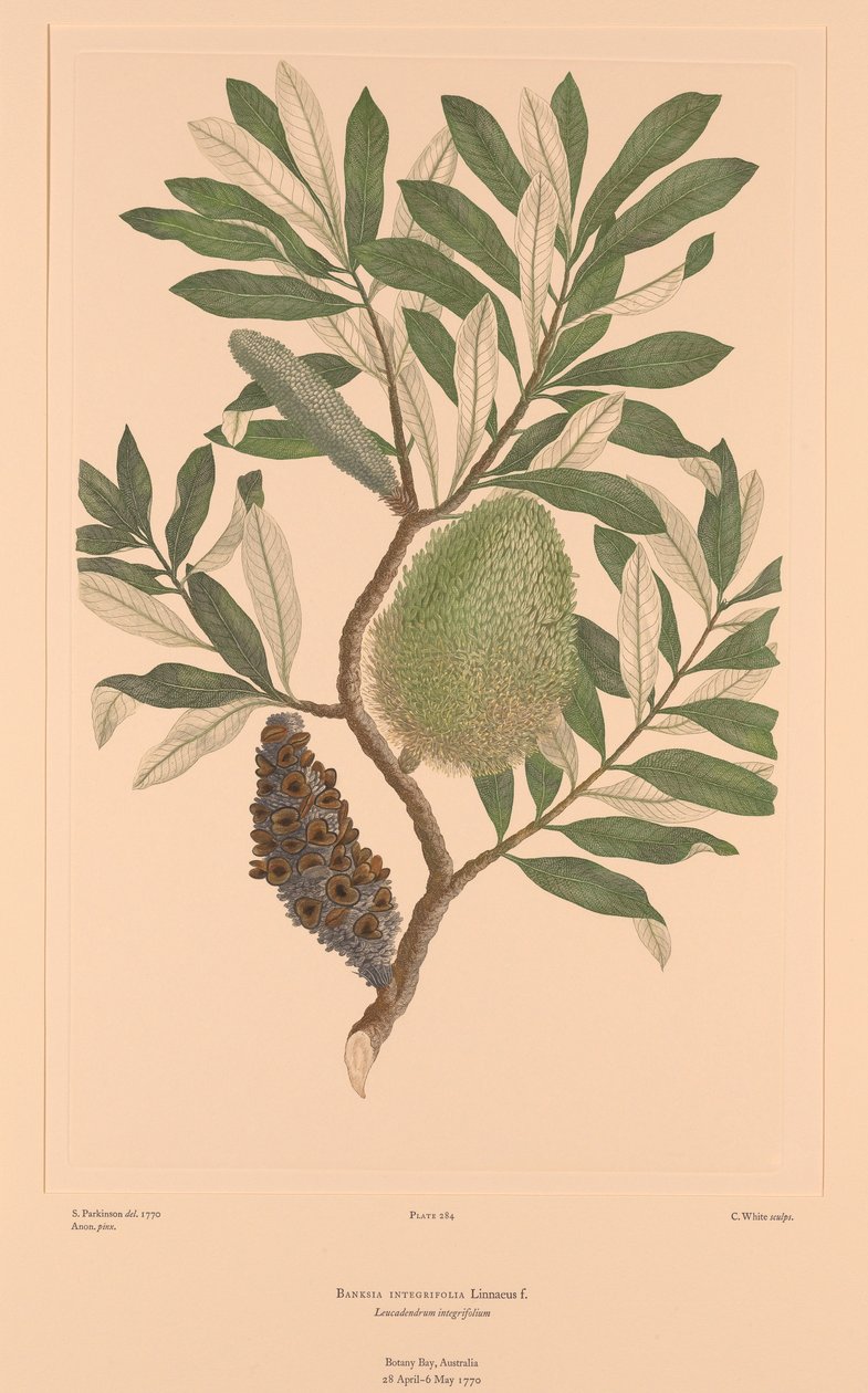 Florilège de Banks, Planche 284 Banksia Integrifolia - Sydney (after) Parkinson