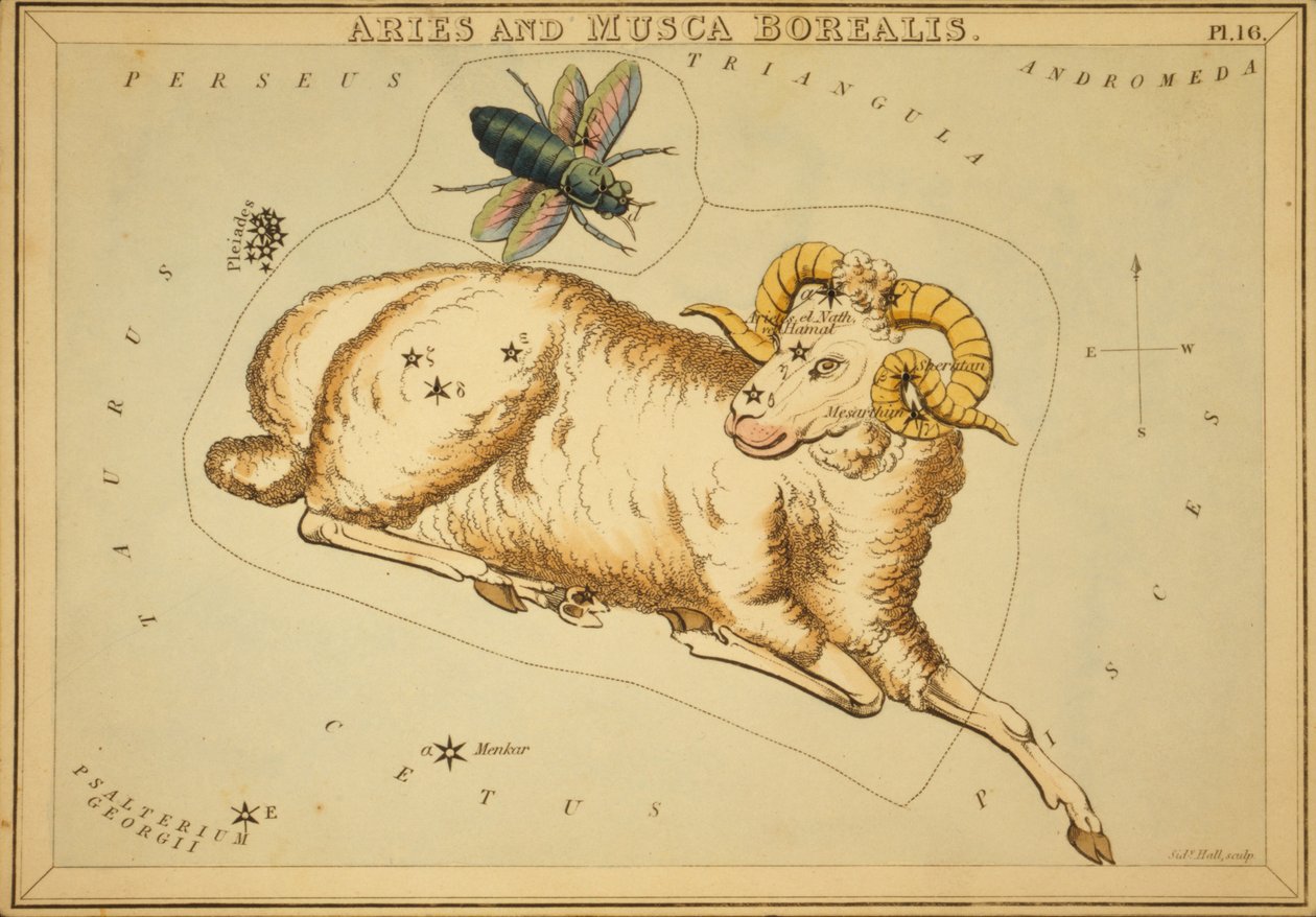 Bélier et Musca Borealis, Illustration de 
