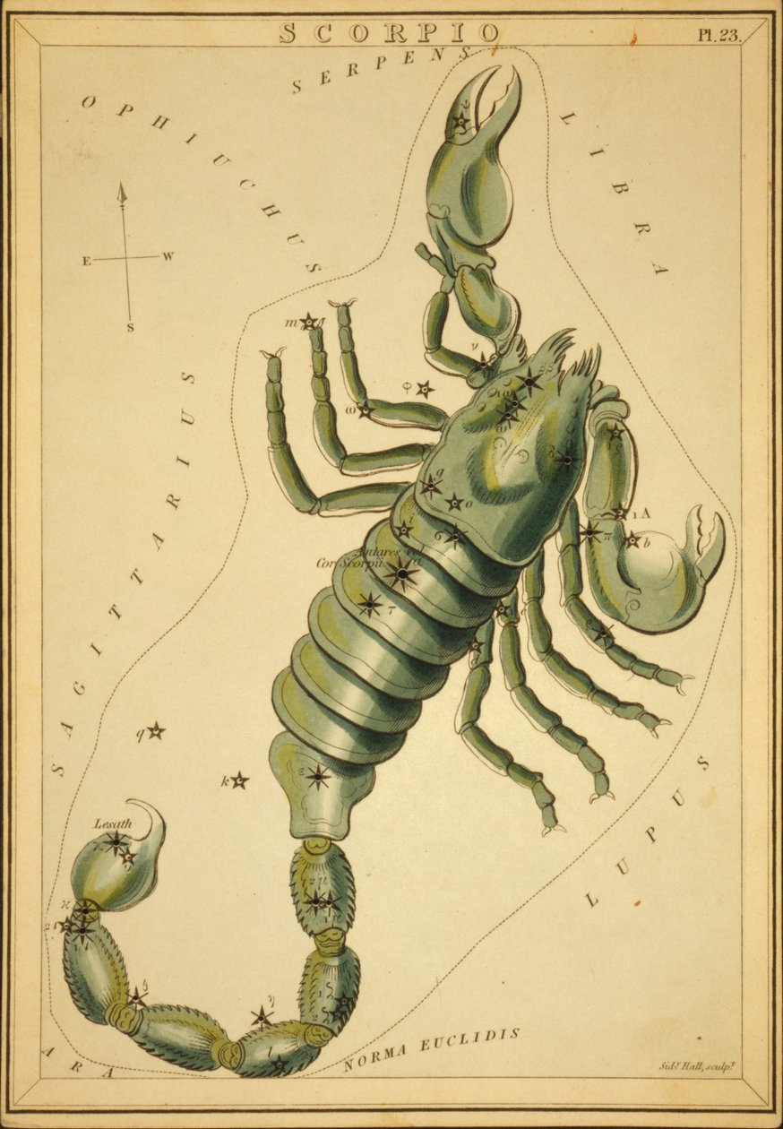 Scorpion, Illustration de 