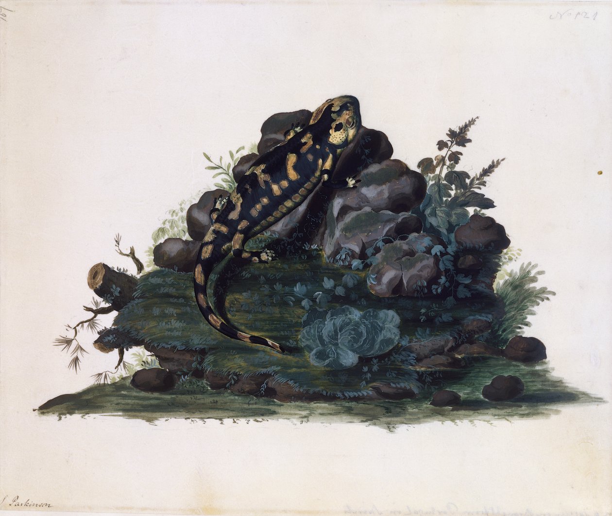 Salamandre, aquarelle - Sydney Parkinson