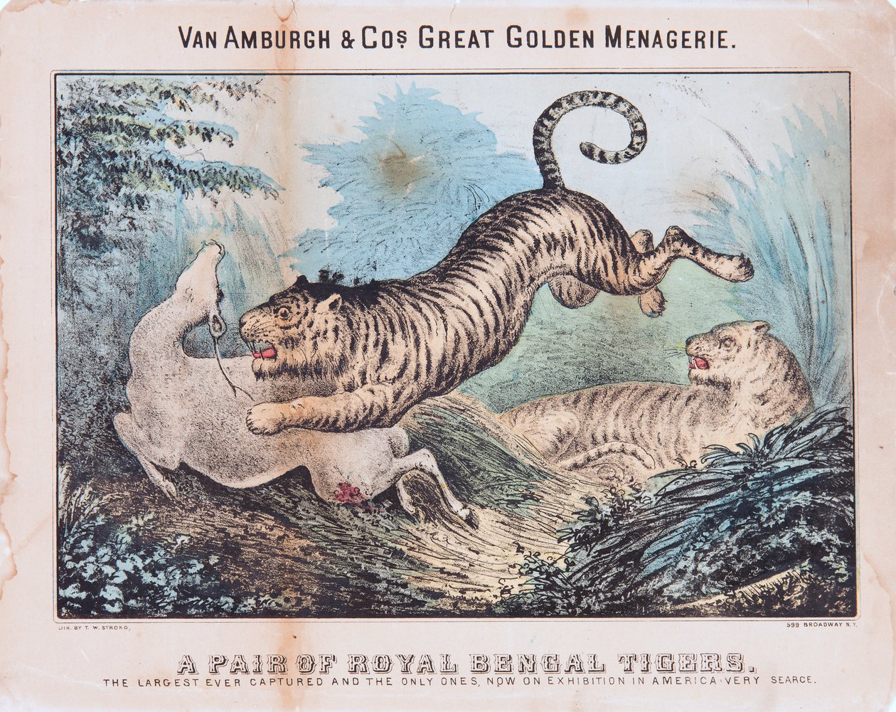 Une paire de tigres du Bengale royal - T. W. Strong