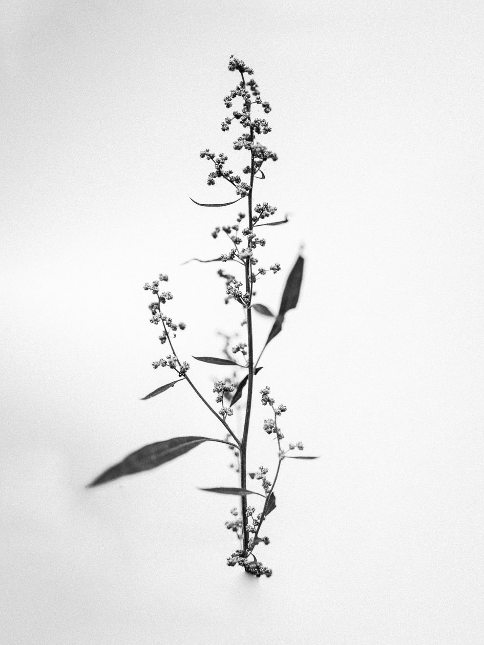 Parmi les fleurs 24 - Teis Albers