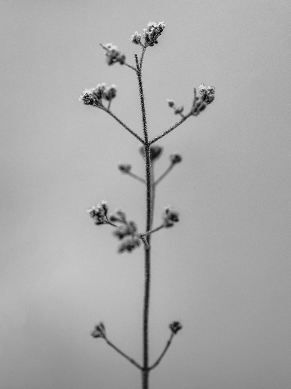 Parmi les fleurs 4 - Teis Albers